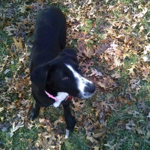 playing in the yard