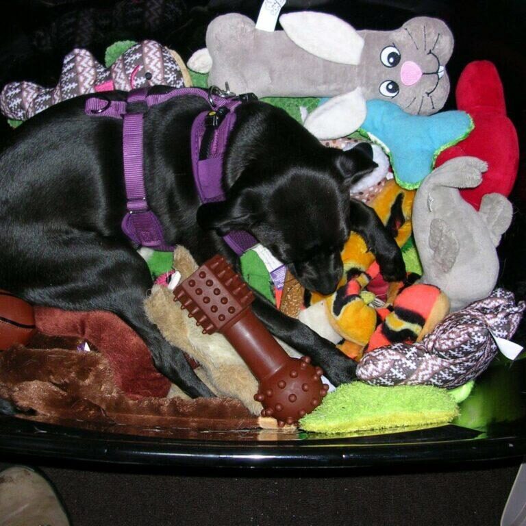 Lupo hit the jackpot this holiday season!