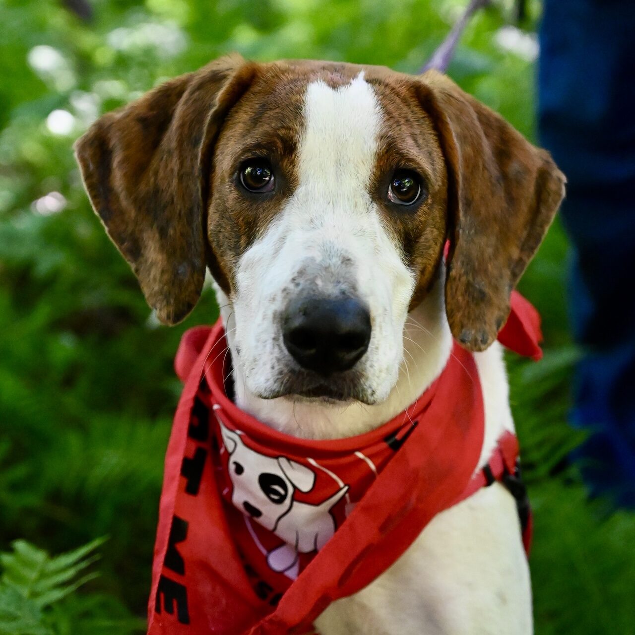 david-rose-adoptable-dog