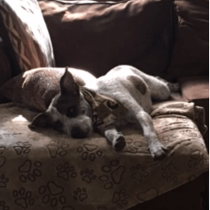 eddie couch