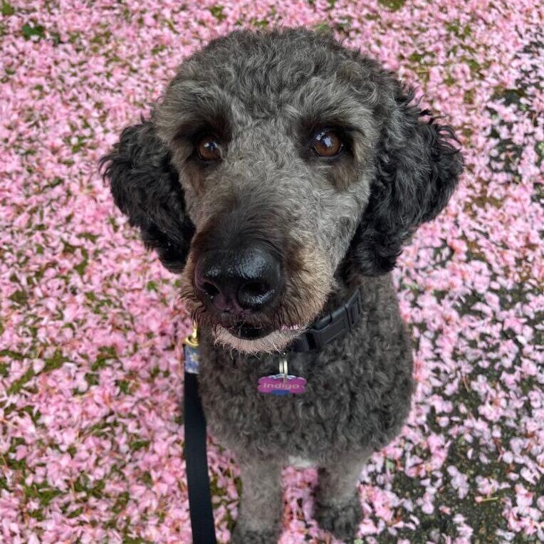 happy-tails-indigo-flowers