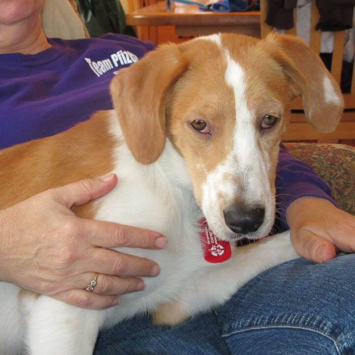 she thinks she's a lap dog
