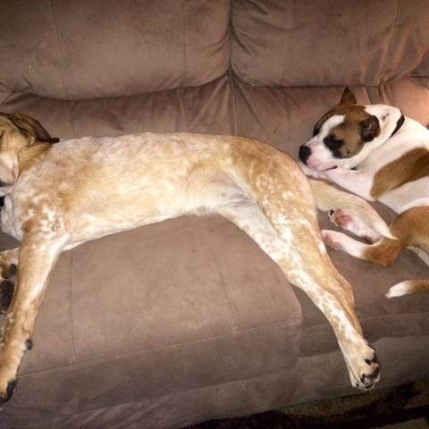 Daisy Mae and Baur