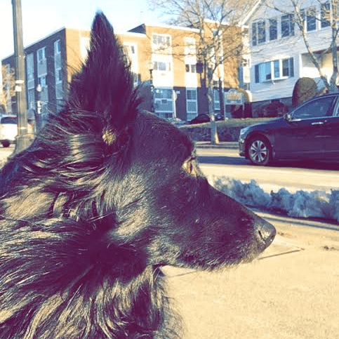 laddieboy