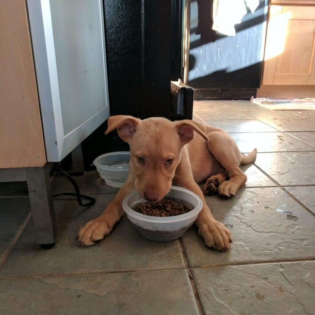 milo2