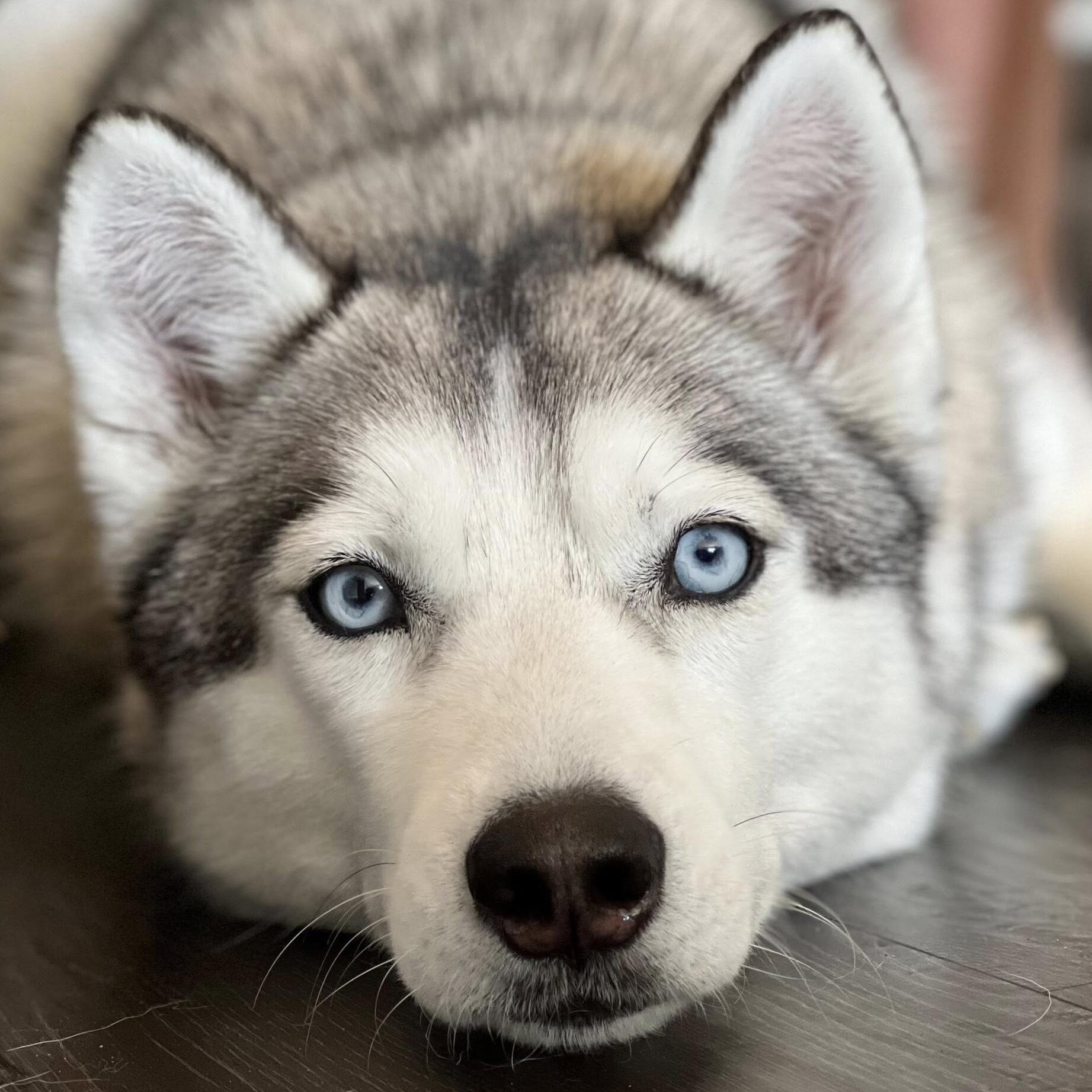 nika-adoptable-dog