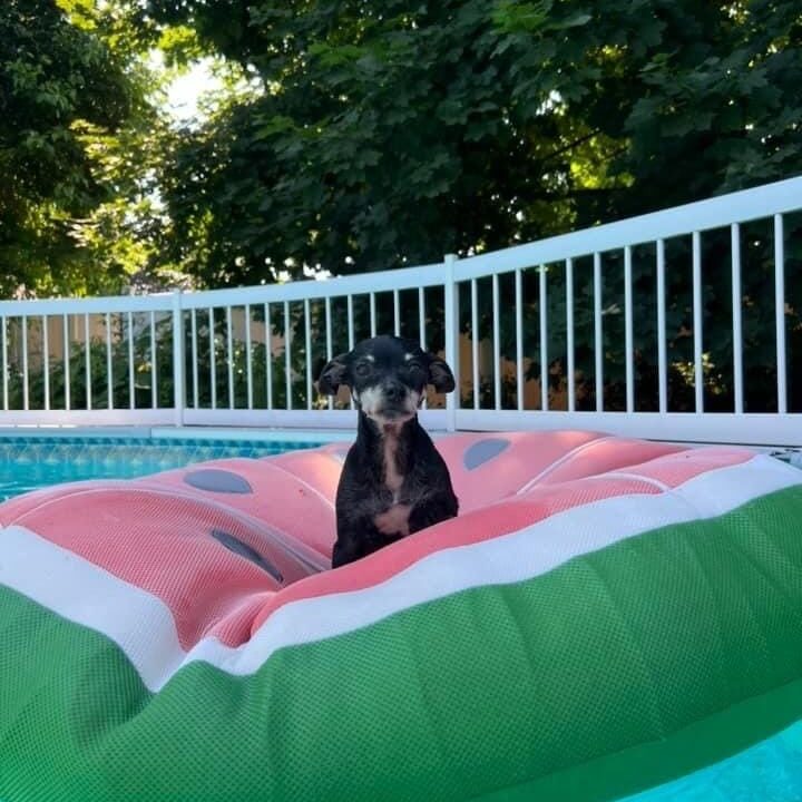 noel-pool