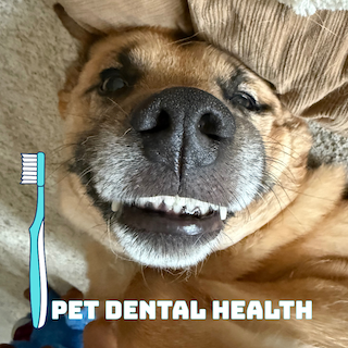 pet dental health-month