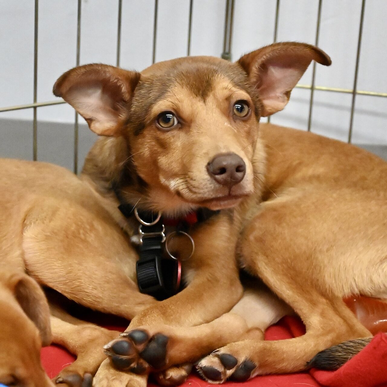 pinnochio-adoptable-dog
