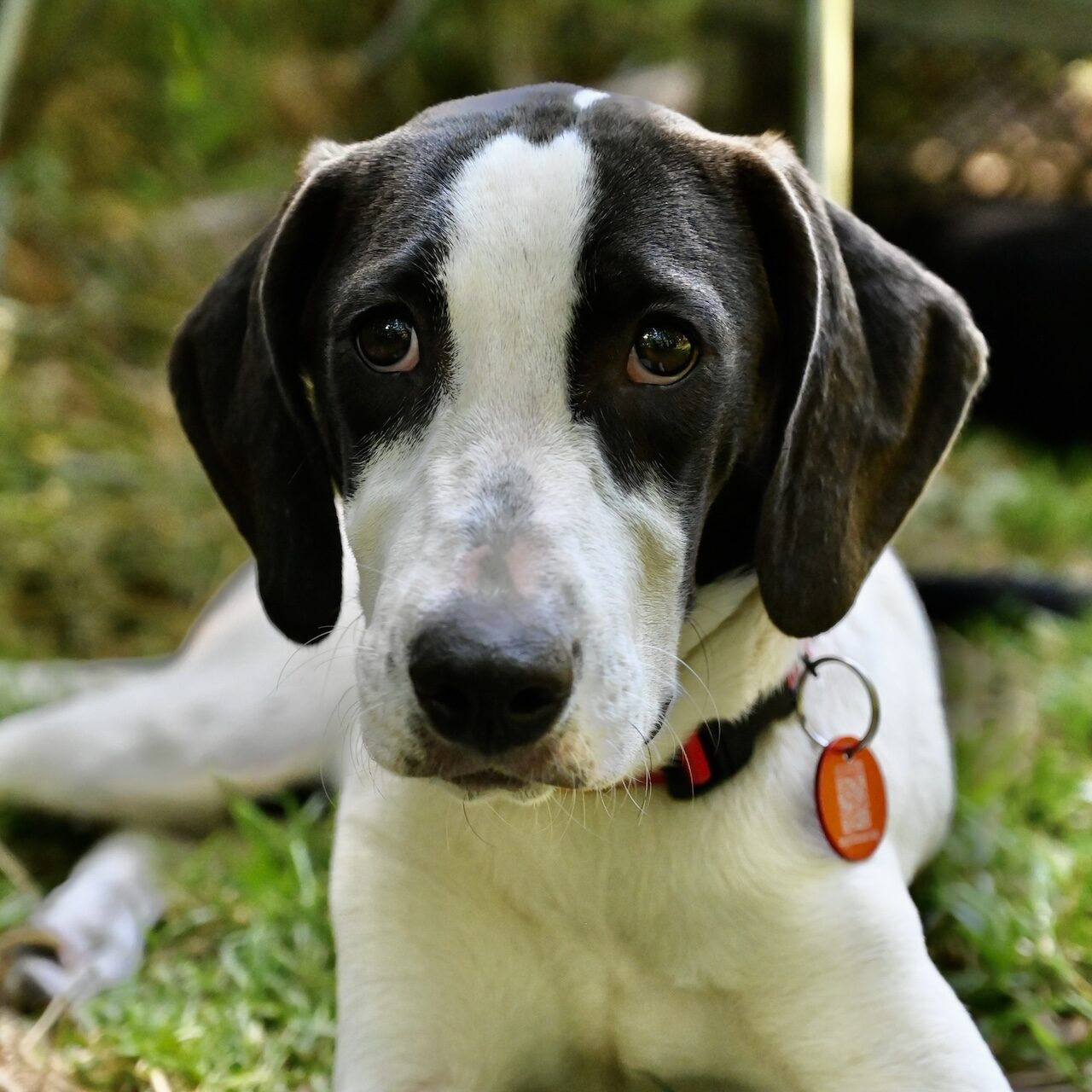 polyantha-adoptable-dog
