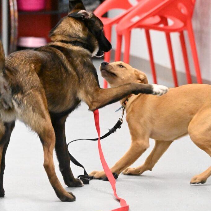 puppies playing