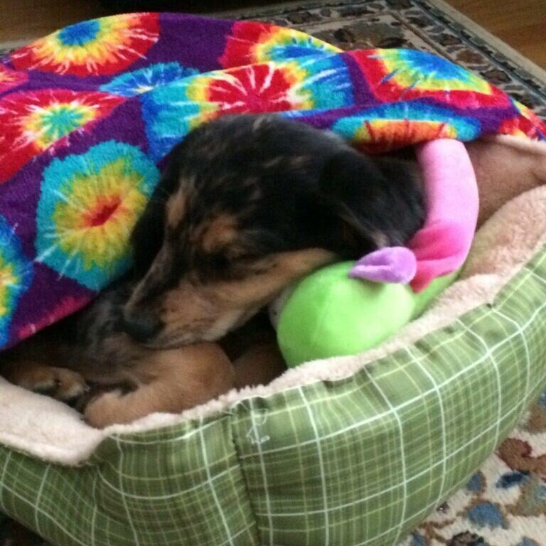 pupppppy