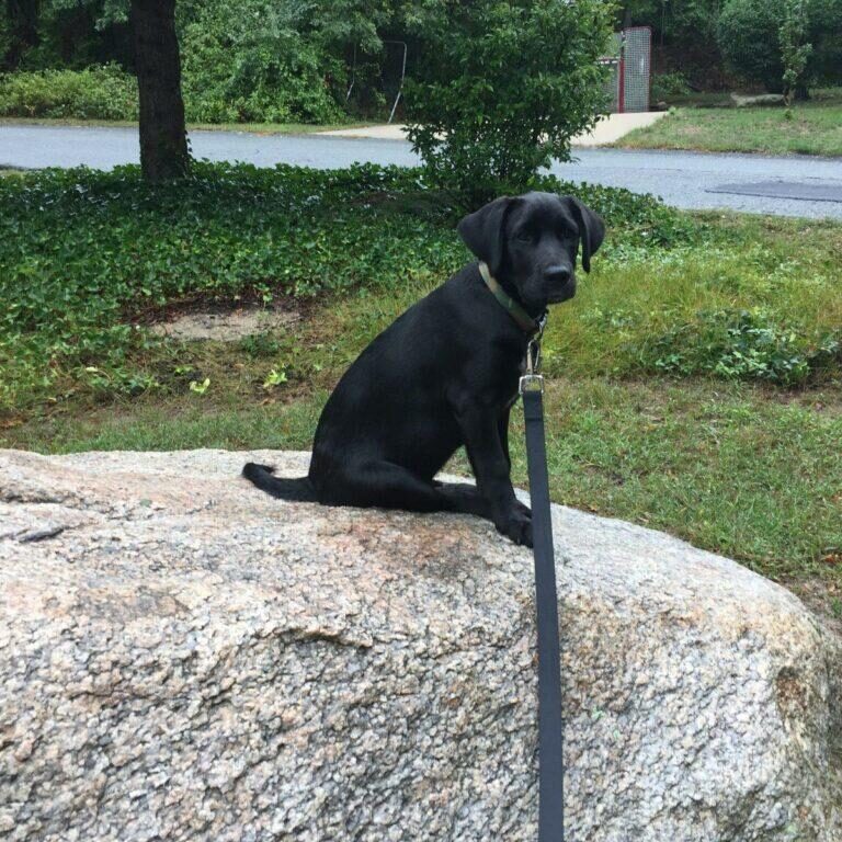 puppy