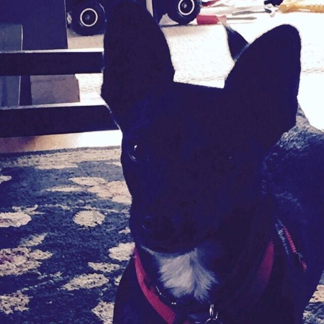 Rex