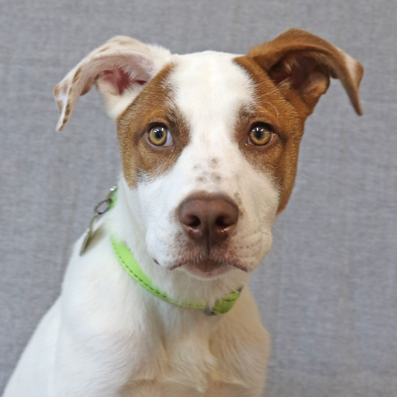 ringo-adoptable-dog