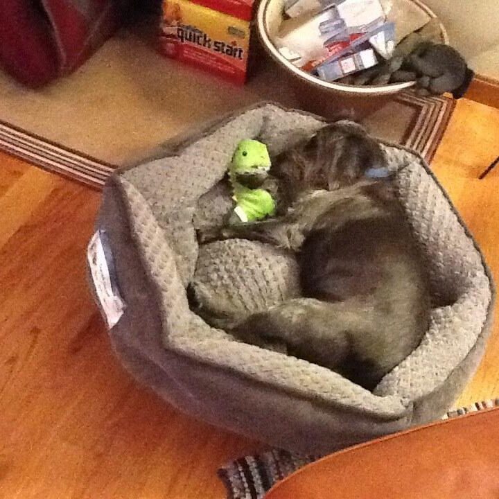 Roxie, living the good life!