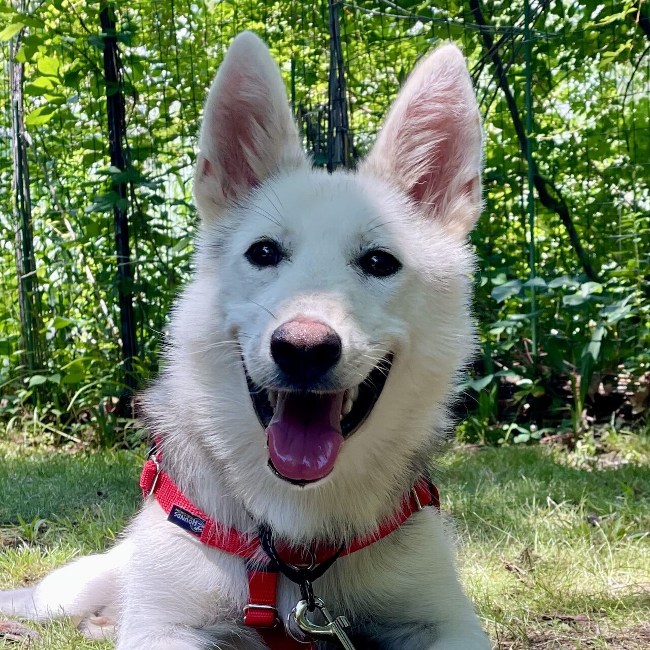 snowey-adoptable-dog