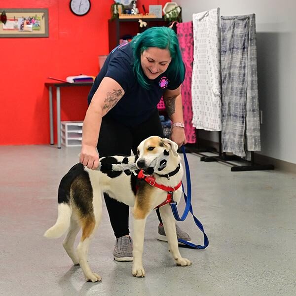 A woman with teal hair and tattoos on her arms is smiling and bending down to pet a black, white, and tan dog wearing a red harness. They are indoors, and the wall is painted red with a clock and partially open door in the background. She is holding the dog's leash.