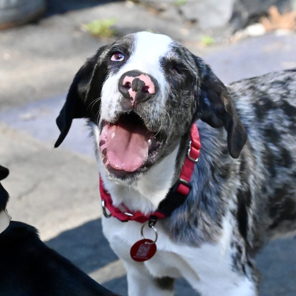 stewie-adoptable-dog