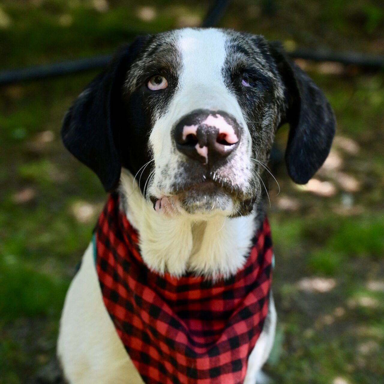 stewie-winter-adoptable-dog