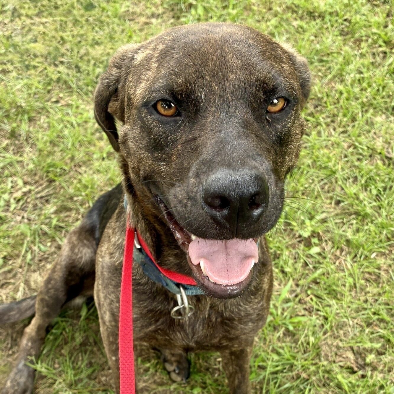 sue-adoptable-dog