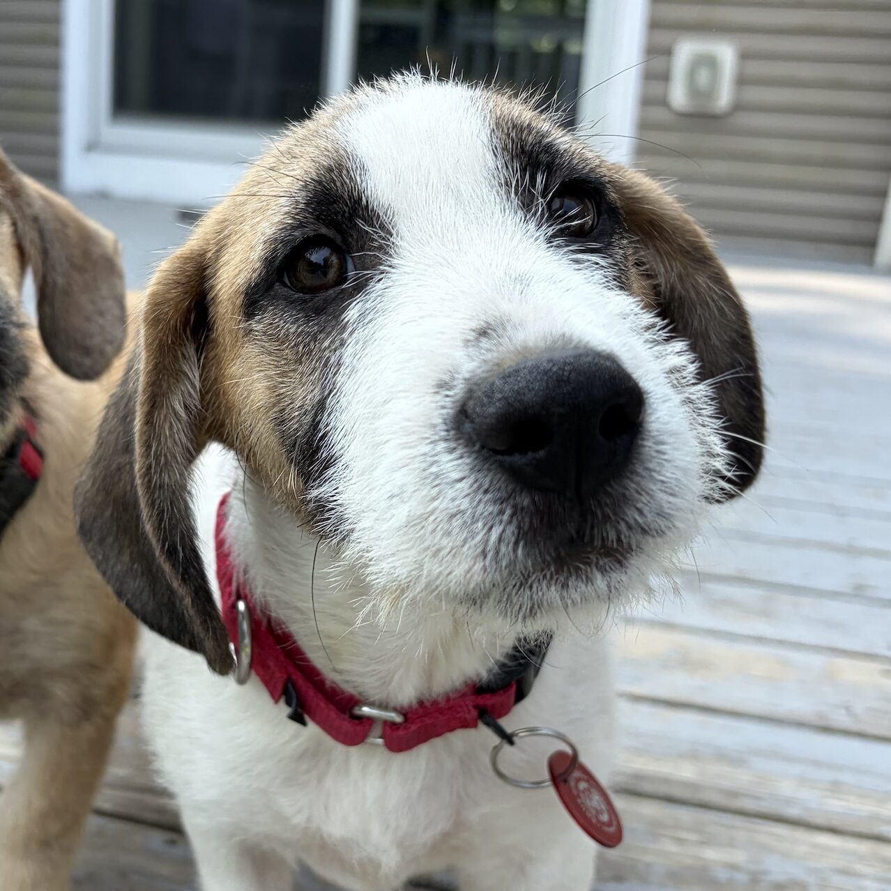 supermario-adoptable-dog